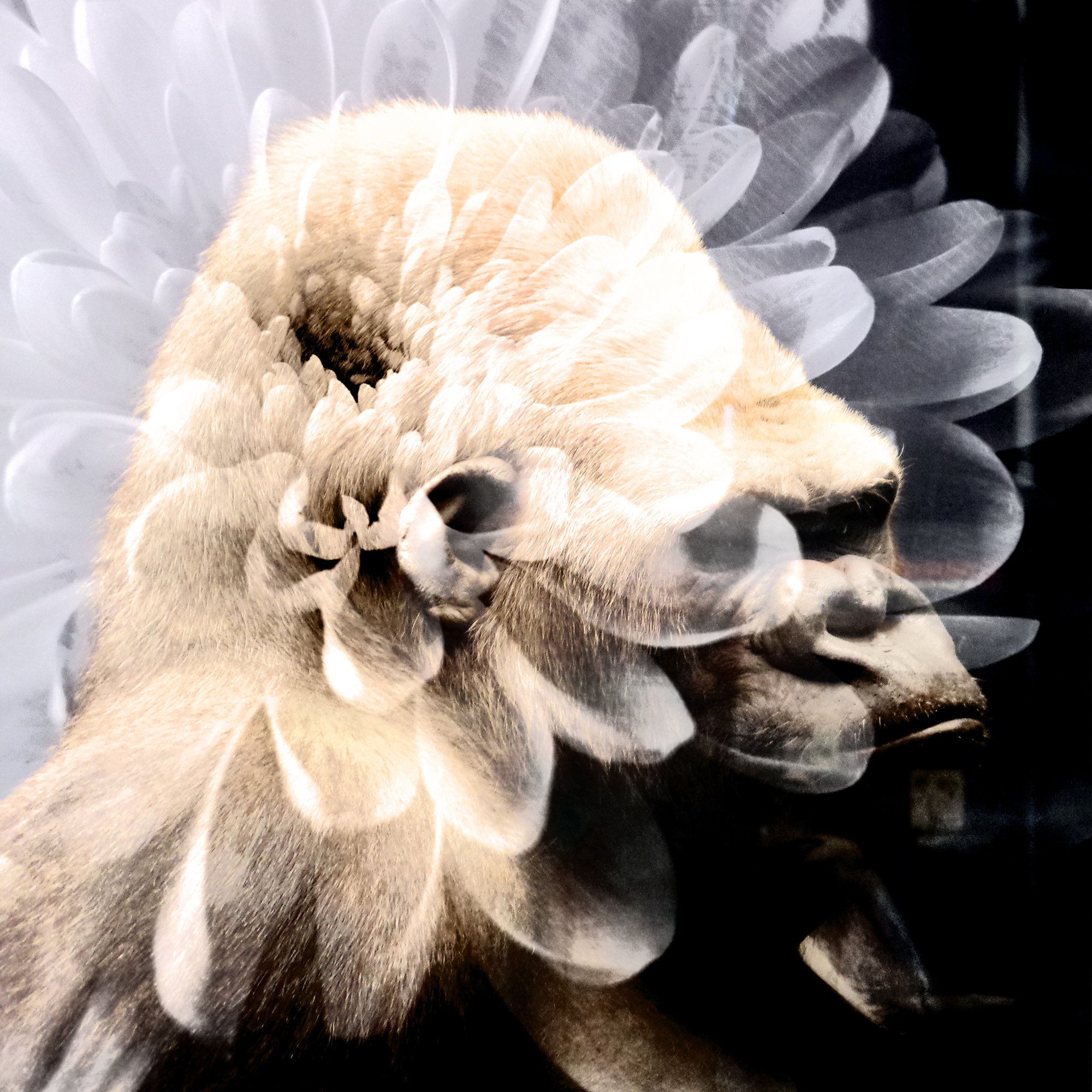 Animal 5 - digital art by Nina Forsman 2017